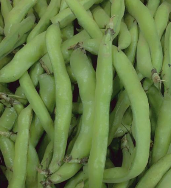 Broad Beans Lebanon 5Kg | فول بلدي اخضر لبناني